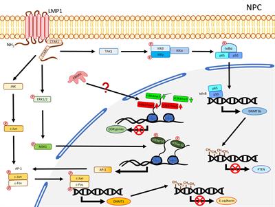 The Impact of Epstein-Barr Virus Infection on Epigenetic Regulation of Host Cell Gene Expression in Epithelial and Lymphocytic Malignancies